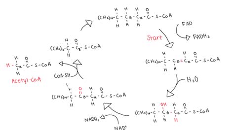 define beta oxidation|17.2: Oxidation of Fatty Acids .